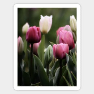 Spring Tulips Sticker